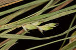 Peninsula sedge